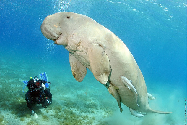 Dugong.jpg