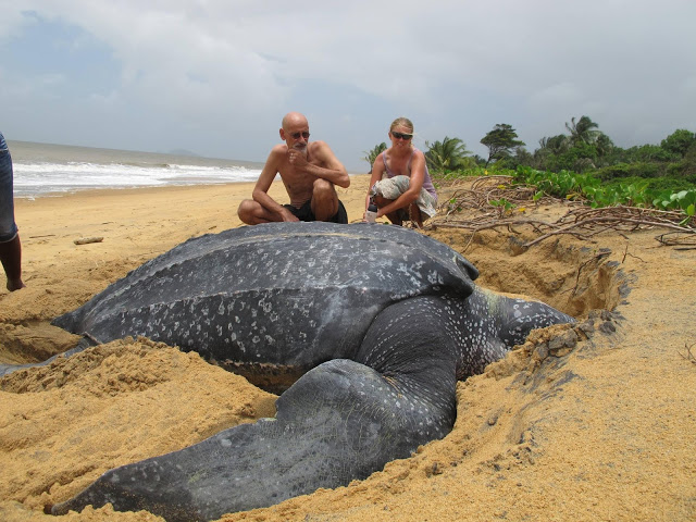 largest sea turtle.jpg