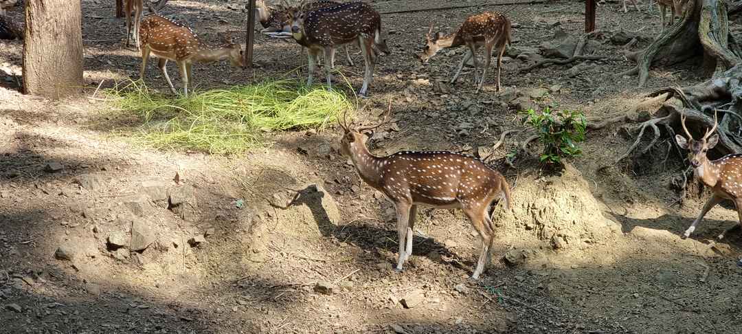 Wild animals present in biological park