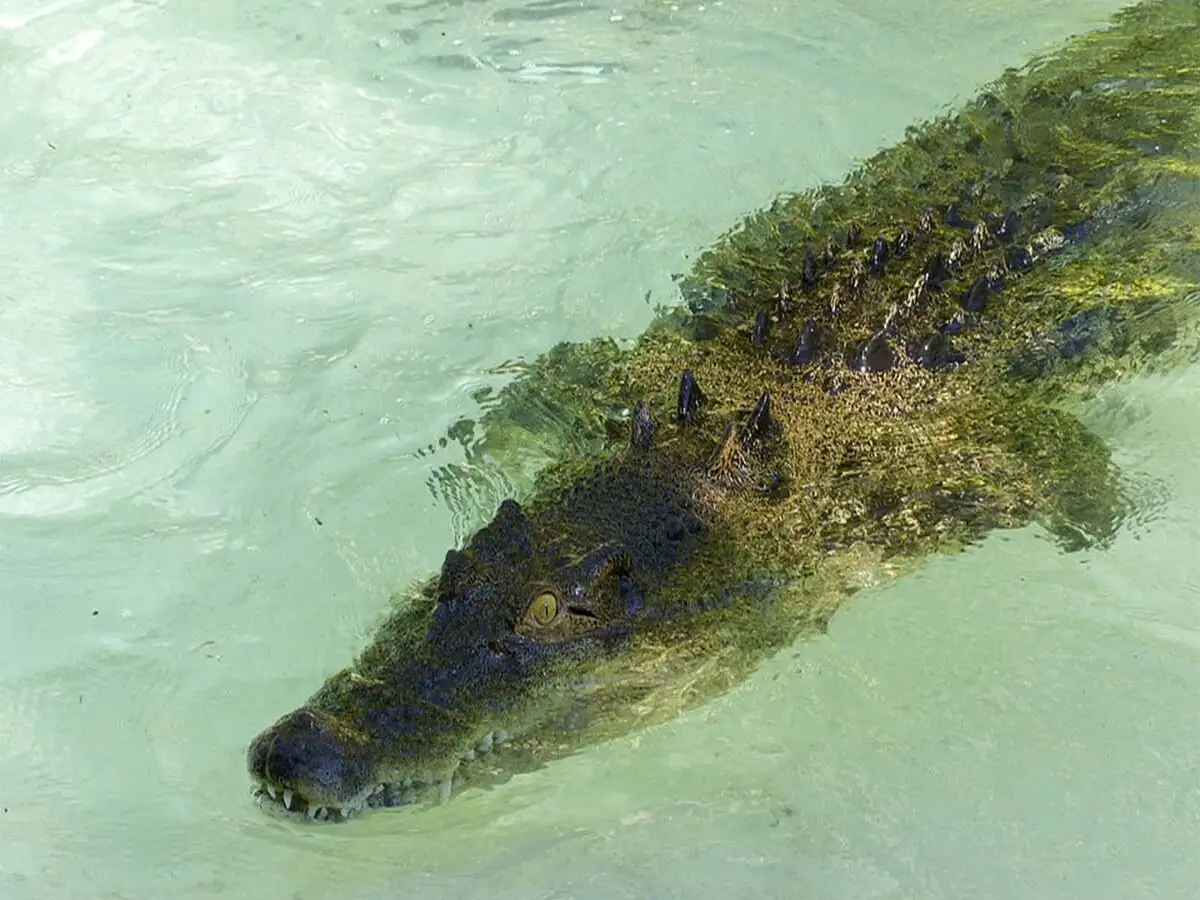 Salt water crocodile, Biological park forest