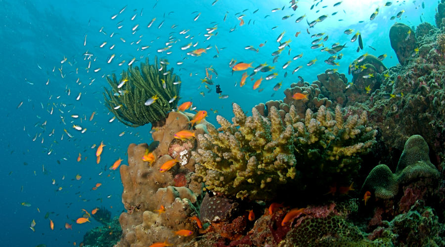 Coral-Reefs-Andaman.jpg