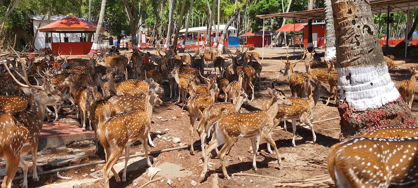 Deer at ross island .webp