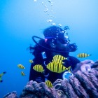 Scuba Diving in Havelock