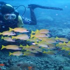 Scuba Diving in Havelock