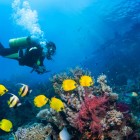 Scuba Diving in Havelock