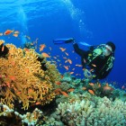 Scuba Diving in Havelock