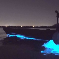 Night Kayaking in Port Blair