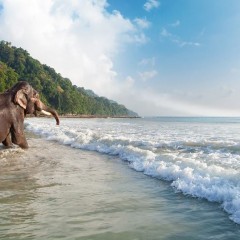 Elephant beach in Havelock