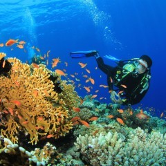 Scuba Diving in Neil Island