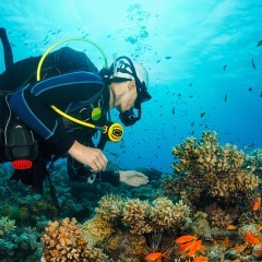 Scuba Diving in North Bay Coral Island (Port Blair)