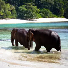 Radhanagar beach in Havelock