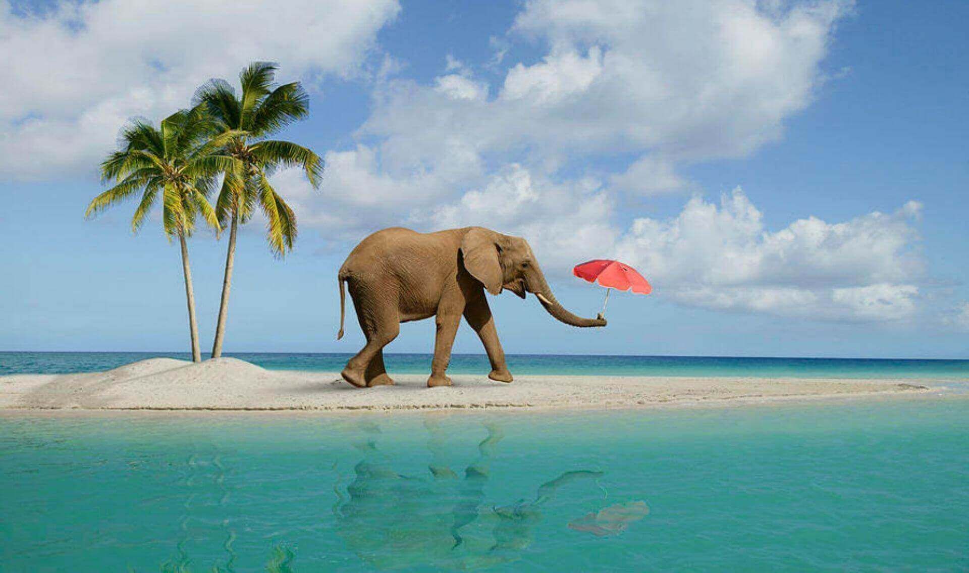 elephant-beach.jpg
