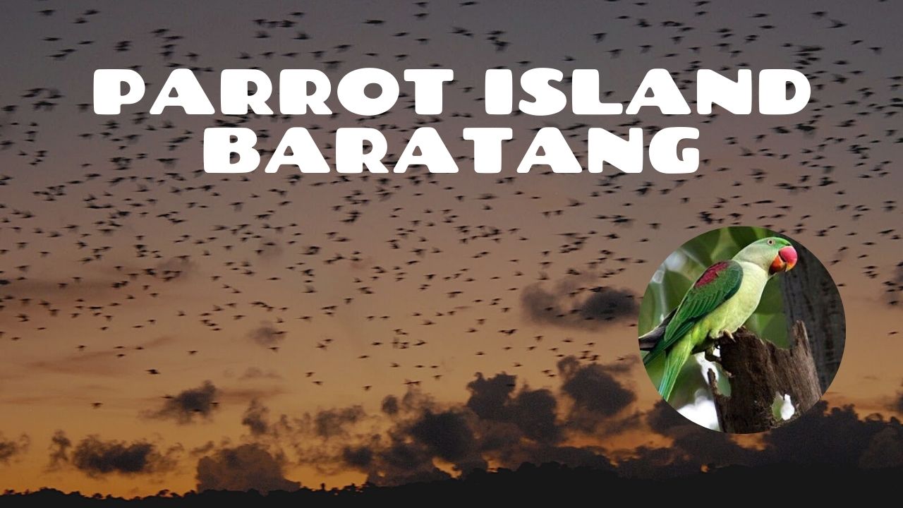 Andaman Exploration 11D/10N Andaman package – photo 6